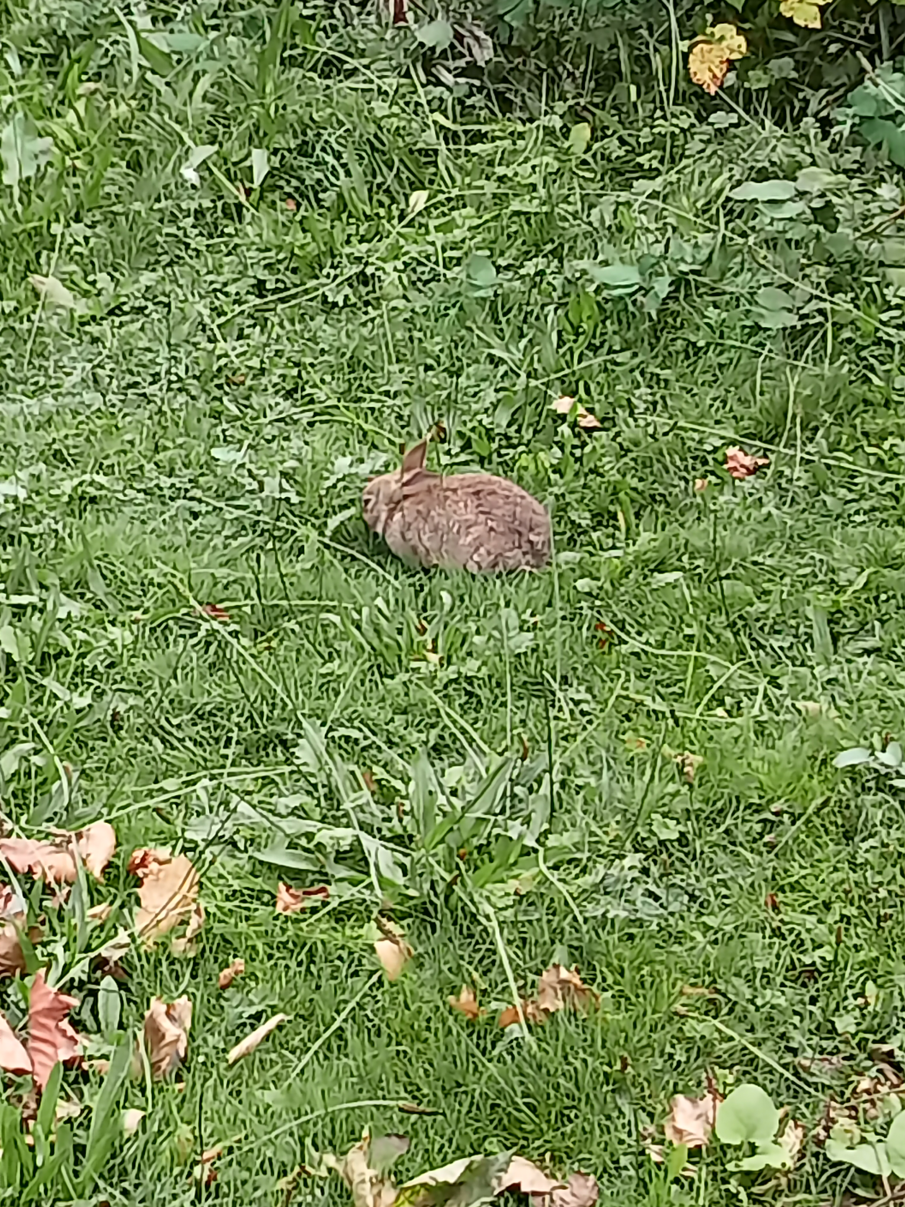 rabbit at uni park